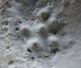 Schwamm Neuropora sp.
