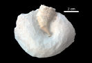 Solitärkoralle Parasmilia excavata
