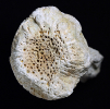 Siphonia koenigi