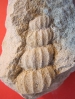 Stemweder Berg