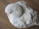 Hoploscaphites constrictus johnjagti, Microconch