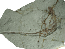 Dalinghosaurus longidigitus Ji, 1998