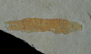 Liaoningogriphus quadripartitus Shen et al. 1998