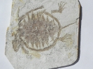 Ordosemys liaoxiensis (Ji, 1995)