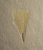 Problematospermum ovale