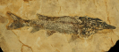 Protopsephurus liui LU, 1994