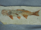 Yanosteus longidorsalis Jin et al., 1995