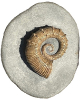Australiceras irregulare