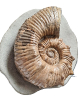 Australiceras jackii