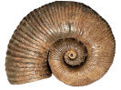 Tropaeum undatum