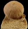 Schizechinus serialis (POMEL)