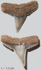 Carcharhinus acanthodon