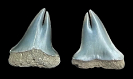 ?Carcharodon hastalis, pathologisch