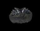 Notorynchus primigenius