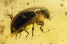  Coleoptera Limnichidae