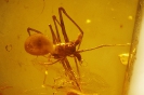 Arachnida Archaeidae