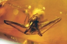 Arachnida Archaeidae