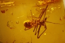 Arachnida Archaeidae