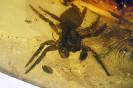 Arachnida Salticidae 