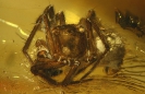 Arachnida Theridiidae