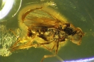 Brachycera - Dolichopodidae - Langbeinfliege