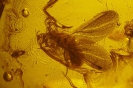 Coccoidea Ortheziidae