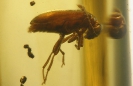 Coleoptera Aderidae