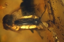 Coleoptera Artematopodidae