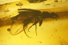 Coleoptera Carabidae 