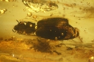 Coleoptera Carabidae 