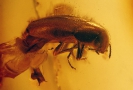 Coleoptera Melandryidae Abdera