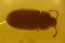 Coleoptera Mycetophagidae