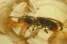 Coleoptera Silvanidae 