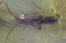 Collembola - Springschwanz