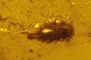 Diplopoda Polyxenida