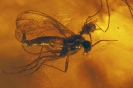 Diptera Nematocera Sciaridae + Acari Erythraeidae