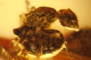 Formicidae Dolichoderinae Aneuretinae