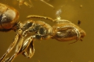 Formicidae Dolichoderinae Ctenobethylus goepperti