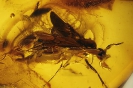 Formicidae Dolichoderinae Dolichoderus Tertiarius 