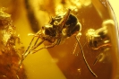 Formicidae Formicinae Formica Flori