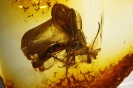 Formicidae Formicinae Formica flori Mayr