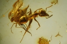 Formicidae Formicinae Gesomyrmex hoernesi Mayr