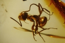 Formicidae Formicinae Lasius Schiefferdeckeri
