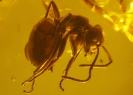 Formicidae Formicinae Lasius Schiefferdeckeri + Acari