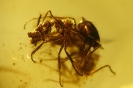 Formicidae Formicinae Prenolepis henschei Mayr