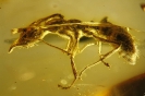 Formicidae Myrmeciinae Prionomyrmex 