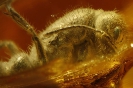 Formicidae Myrmeciinae Prionomyrmex Gyne