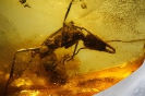 Formicidae MyrmeciinaePrionomyrmex longiceps Mayr