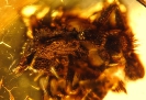 Formicidae Myrmicinae Agroecomyrmex duisburgi