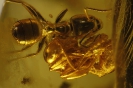 Formicidae Myrmicinae Aphaenogaster